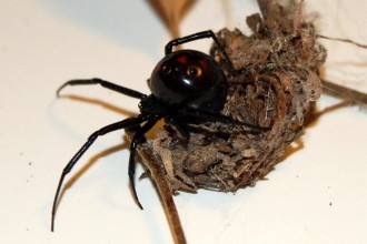 black widow spider predator picture 1 in Plants