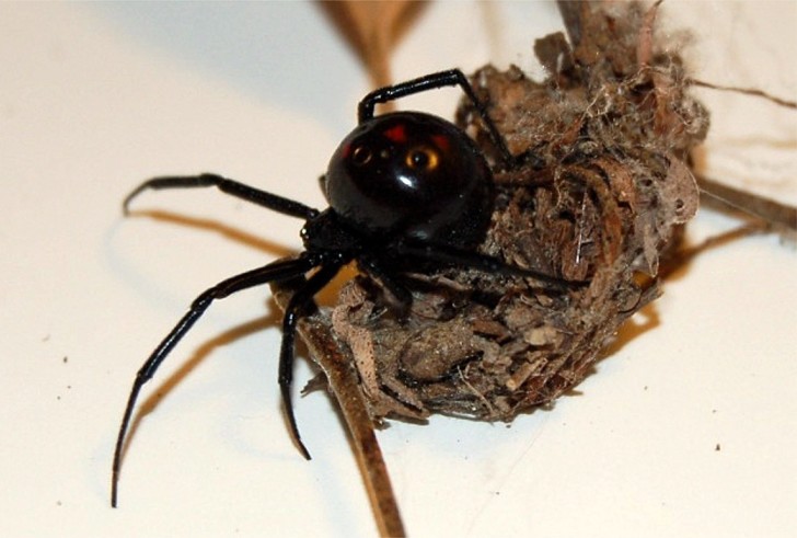 Spider , 6 Black Widow Spider Predators Pictures : Black Widow Spider Predator Picture 1