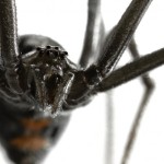 black widow spider predator picture 3 , 6 Black Widow Spider Predators Pictures In Spider Category