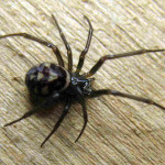 black widow spider predator picture 4 , 6 Black Widow Spider Predators Pictures In Spider Category