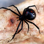 black widow spider predator picture 5 , 6 Black Widow Spider Predators Pictures In Spider Category