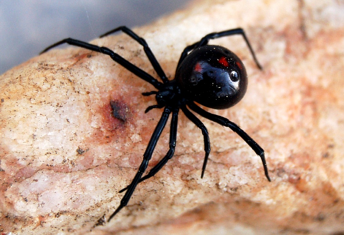 Ядовитая вдова. Каракурт паук. Черная вдова паук. Паук Каракурт черный. Чёрная вдова паук самка.