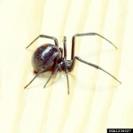 black widow spider predator picture 6 , 6 Black Widow Spider Predators Pictures In Spider Category