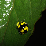 black yellow lady bug beetles , 6 Lady Bug Beetles In Beetles Category