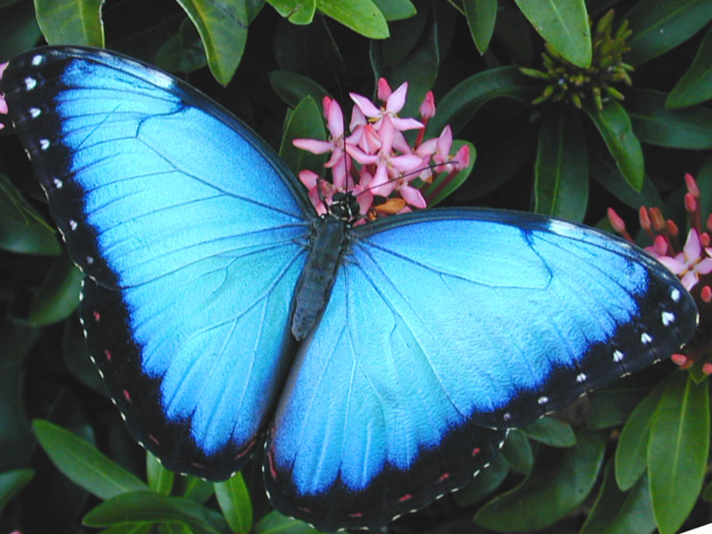blue butterfly 1