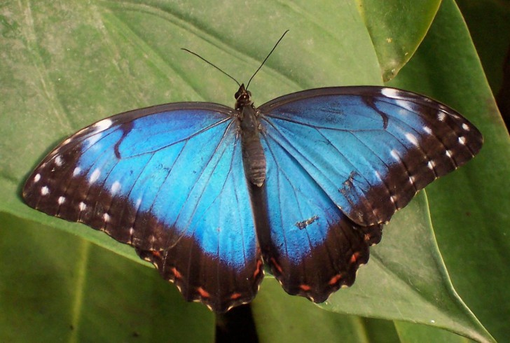 Butterfly , 4 Blue Butterfly Pictures : Blue Butterfly 4