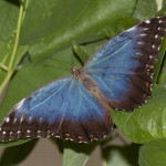 blue butterfly 5 , 4 Blue Butterfly Pictures In Butterfly Category