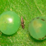 blue mopho butterfly eggs stadium , 5 Life Cycle Of A Blue Morpho Butterfly In Butterfly Category