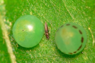Blue Mopho Butterfly Eggs Stadium , 5 Life Cycle Of A Blue Morpho Butterfly In Butterfly Category