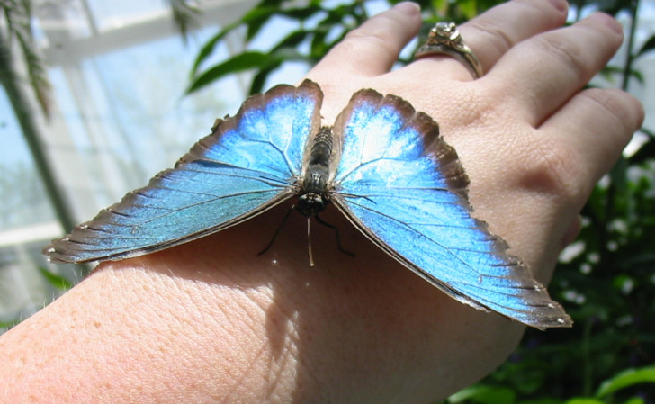 Butterfly , 7 Blue Morpho Butterfly Facts : Blue Morpho Butterfly Facts