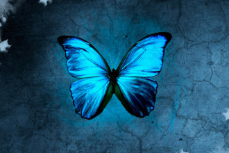 Blue Morpho Butterfly Images , 6 Blue Morpho Butterfly Wallpapers In Butterfly Category