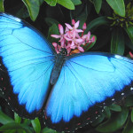 blue morpho butterfly pictures , 7 Blue Morpho Butterfly Facts In Butterfly Category