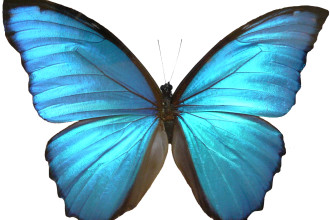 Blue Morpho Butterfly Pictures , 6 Blue Morpho Butterfly Wallpapers In Butterfly Category