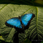 blue morpho butterfly rainforest pic 1 , 6 Blue Morpho Butterfly Rainforest Pictures In Butterfly Category