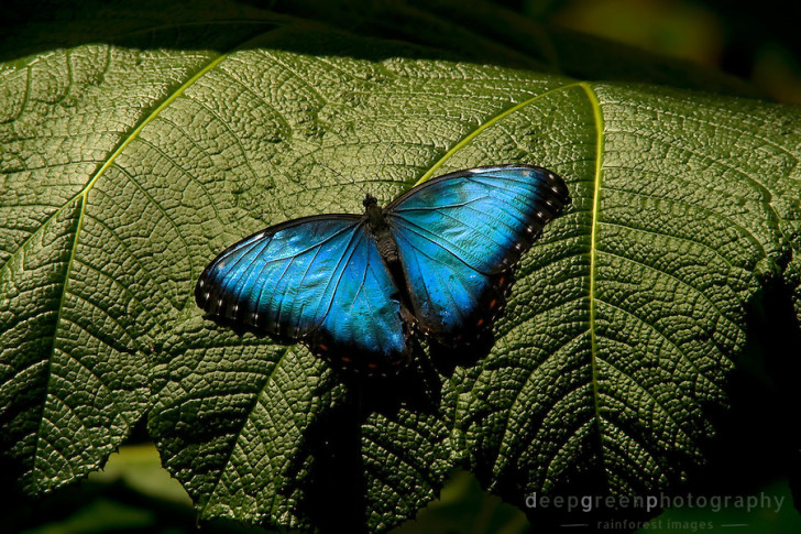 Butterfly , 6 Blue Morpho Butterfly Rainforest Pictures : Blue Morpho Butterfly Rainforest Pic 1