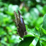 blue morpho butterfly rainforest pic 2 , 6 Blue Morpho Butterfly Rainforest Pictures In Butterfly Category