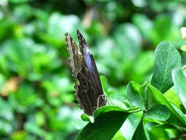 Butterfly , 6 Blue Morpho Butterfly Rainforest Pictures : Blue Morpho Butterfly Rainforest Pic 2