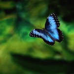 blue morpho butterfly rainforest pic 3 , 6 Blue Morpho Butterfly Rainforest Pictures In Butterfly Category