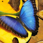 blue morpho butterfly rainforest pic 4 , 6 Blue Morpho Butterfly Rainforest Pictures In Butterfly Category