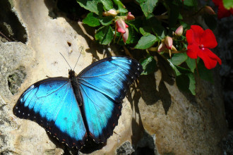 Blue Morpho Butterfly Rainforest Pic 5 , 6 Blue Morpho Butterfly Rainforest Pictures In Butterfly Category