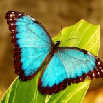 blue morpho butterfly rainforest pic 6 , 6 Blue Morpho Butterfly Rainforest Pictures In Butterfly Category