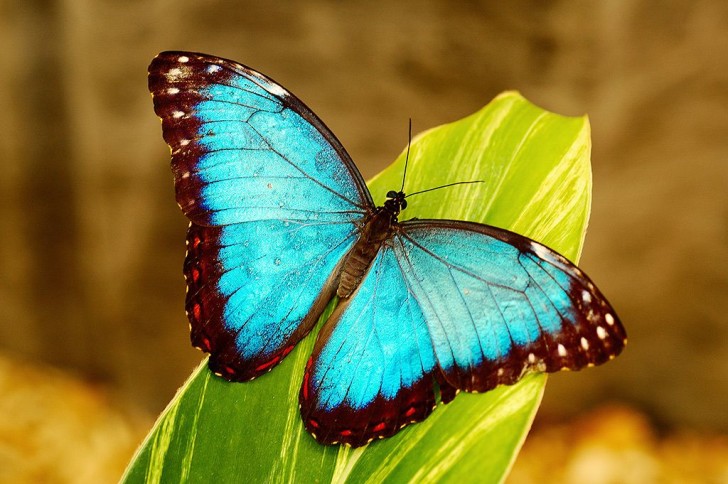Butterfly , 6 Blue Morpho Butterfly Wallpapers : Blue Morpho Butterfly Wallpapers