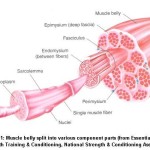 breakdown of skeletal muscle tissue , 3 Breakdown Of Skeletal Muscle Tissue In Skeleton Category
