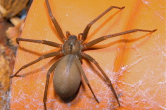 Brown Lacrosse Spider Bite Pictures , 6 Brown Lacrosse Spider Pictures In Spider Category