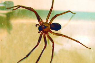 Brown Recluse Spider Pictures , 8 Brown Reclus Spider Photos In Spider Category