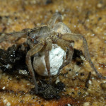 brown spider egg , 9 Brown Spider Egg Photos In Spider Category