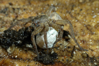 Brown Spider Egg , 9 Brown Spider Egg Photos In Spider Category