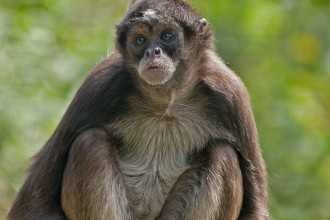Brown Spider Monkey Facts , 7 Brown Spider Monkey In Animal Category