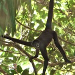 brown spider monkey habitat , 7 Brown Spider Monkey In Animal Category