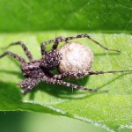 brown spider with egg case , 9 Brown Spider Egg Photos In Spider Category