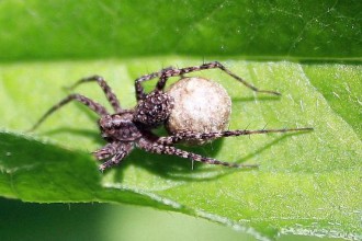 Brown Spider With Egg Case , 9 Brown Spider Egg Photos In Spider Category