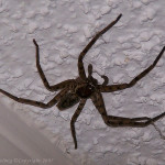 brown spiders , 10 Brown House Spider In Spider Category