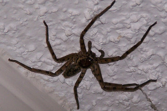 Brown Spiders , 10 Brown House Spider In Spider Category