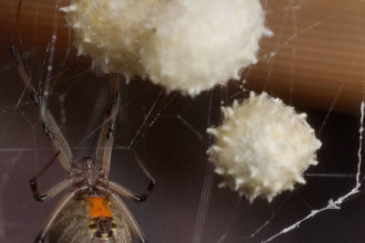 Brown Widow With Egg Sac , 9 Brown Spider Egg Photos In Spider Category