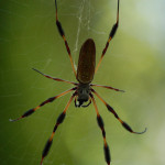 brown yellow spiders , 6 Brown Banana Spiders In Spider Category