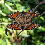 butterflies mating , 9 Monarch Butterfly Mating Photos In Butterfly Category