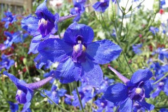 butterfly blue delphinium flowers pic 2 in Dog