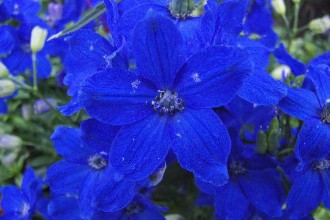Butterfly Blue Delphinium Flowers Pic 3 , 6 Blue Butterfly Delphinium In Plants Category