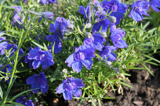Butterfly Blue Delphinium Flowers Pic 5 , 6 Blue Butterfly Delphinium In Plants Category
