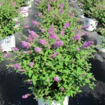 butterfly bush lo and behold blue chip , 6 Lo And Behold Blue Chip Butterfly Bush In Plants Category