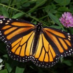 butterfly monarch image , 6 Monarch Butterfly Images In Butterfly Category