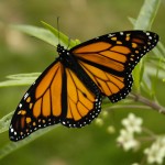 butterfly monarch picture , 6 Monarch Butterfly Images In Butterfly Category
