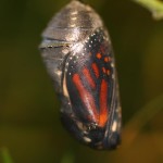 butterfly polyxenes butterfly inside the pupa , 7 Monarch Butterfly Pupa Photos In Butterfly Category