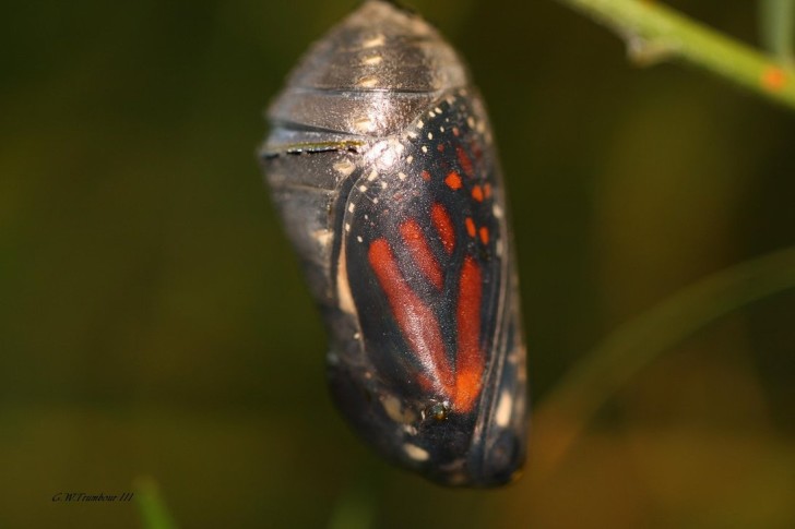 Butterfly , 7 Monarch Butterfly Pupa Photos : Butterfly Polyxenes Butterfly Inside The Pupa