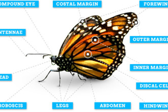 Butterfly To Label Body Parts , 5 Pictures Of Monarch Butterfly Body Parts In Butterfly Category