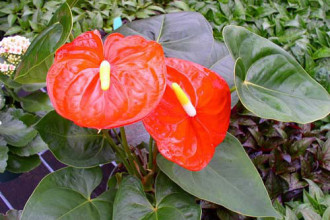 Caladium Tropical Rainforest Plant Species , 8 Pictures Of Tropical Rainforest Pictures Of Plants In Plants Category